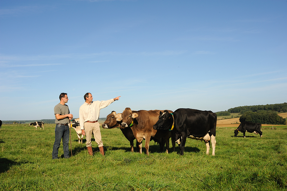 Elevage de vaches - Formaticus - Fromagerie Lincet