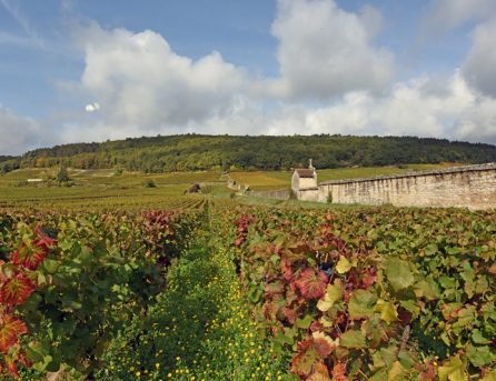 Champ - Formaticus - Fromagerie Gaugry