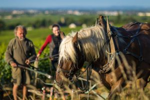 Cheval de trait - Formaticus - Domaine Antonin Guyon