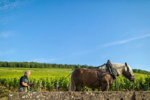 Cheval de trait 2 - Formaticus - Domaine Antonin Guyon