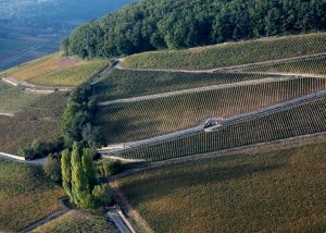 Vignes - Formaticus - Domaine Antonin Guyon